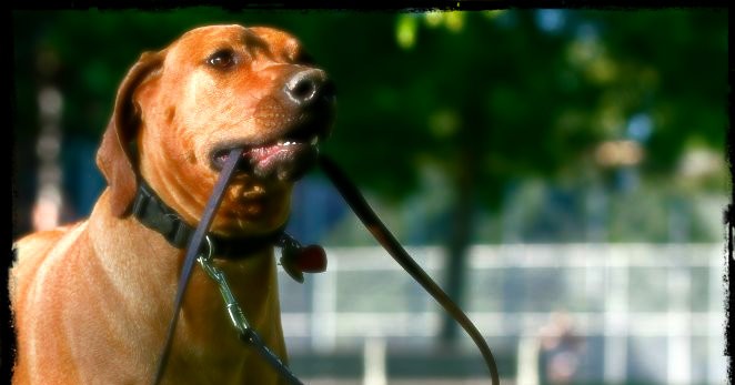 Como hacer que el perro camine a nuestro lado