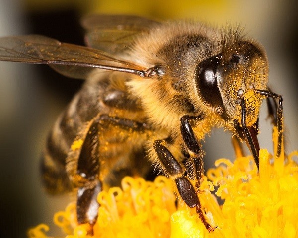 que pasaria si las abejas desaparecen