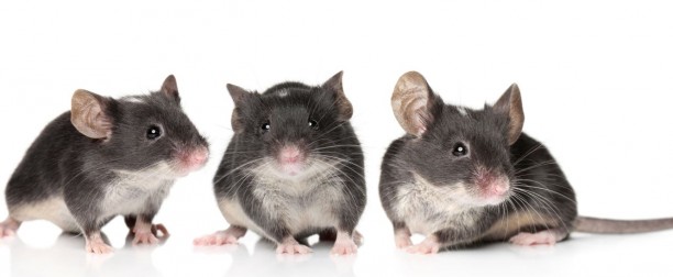 En quirófano: ¿cómo se anestesia a un roedor?
