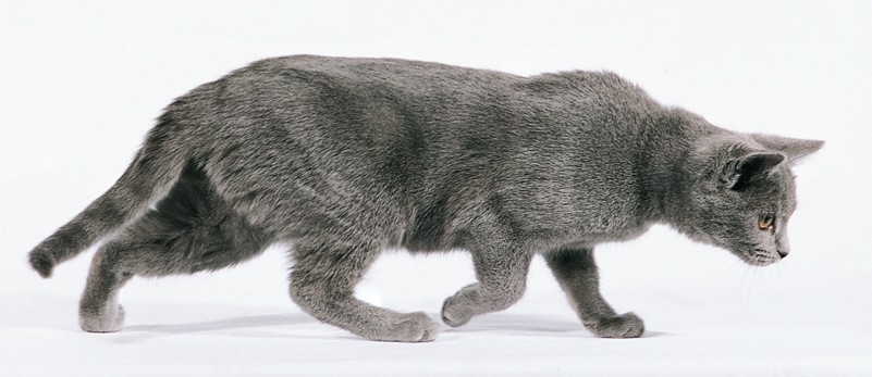 El Chartreux