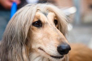 Afghan HoundCloseup