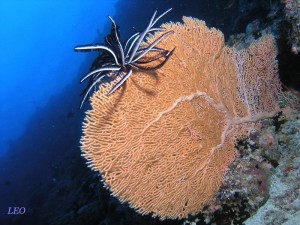 Ejemplo de crinoideo sobre un coral