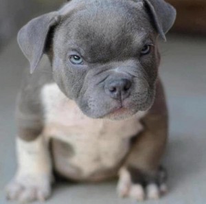 Pit-Bull-Puppy-feel-angry