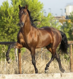 Caballo español.