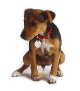 cachorro pis