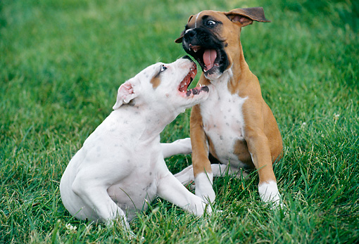 cachorros