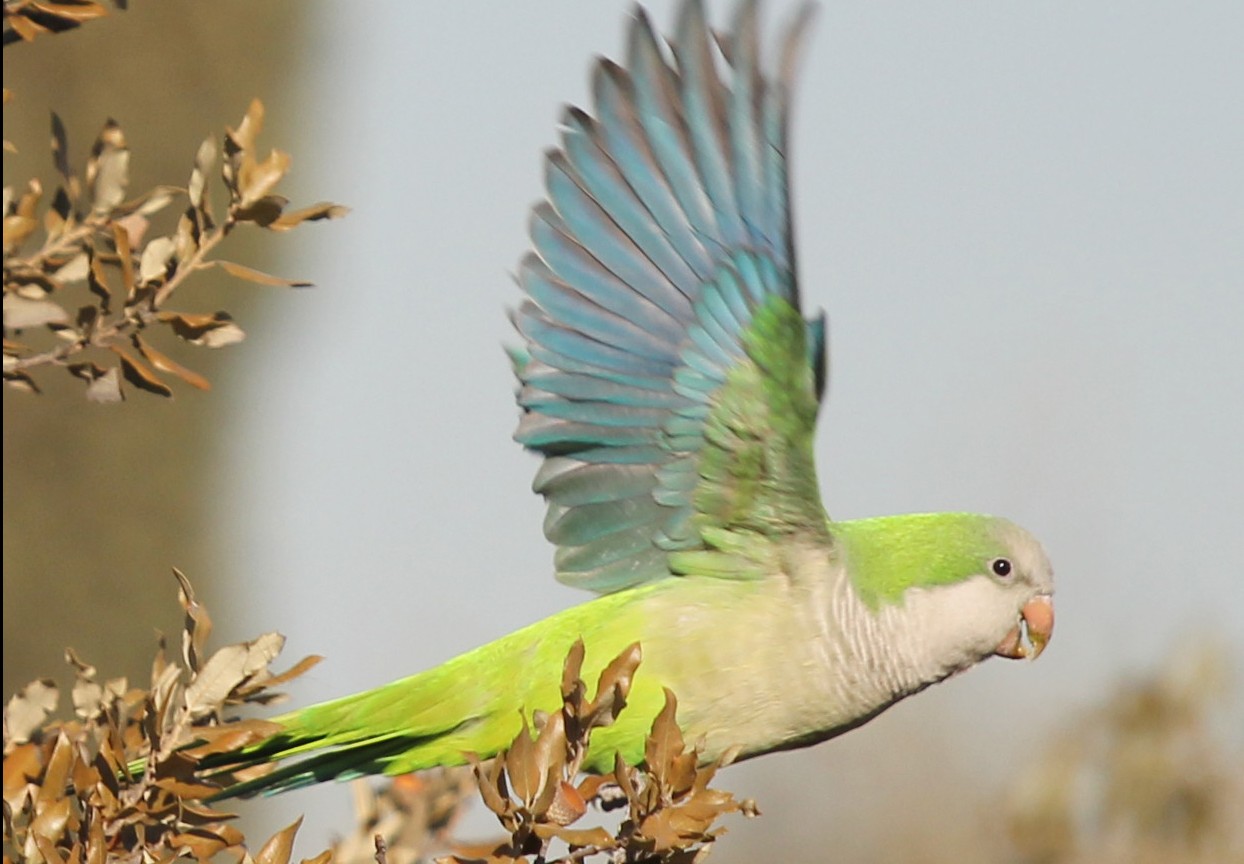 El metabolismo único de las aves