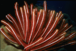 Crinoideo rojo, parecido a un helecho