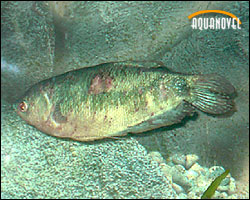nodulosis2 PECES AQUANOVEL