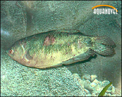 nodulosis2 PECES AQUANOVEL