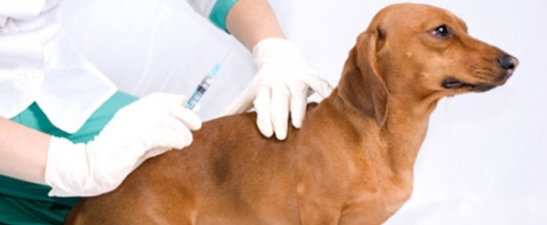 Diabetes Mellitus en perros