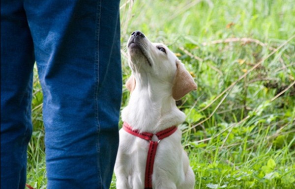 Cómo enseñar al perro a responder a nuestra llamada