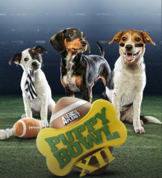 puppy bowl