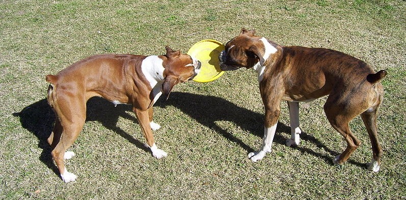 Consejos para fortalecer la relación entre perros que se llevan mal