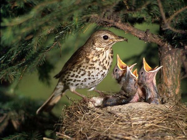 aves curiosidades