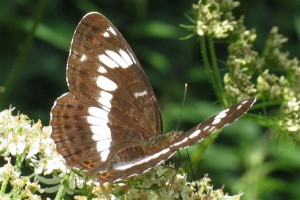 mariposa traquial