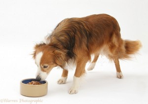 Border Collie bitch, Lollipop, eating wet dog food from a ceramic dish