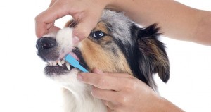 perro dientes higiene