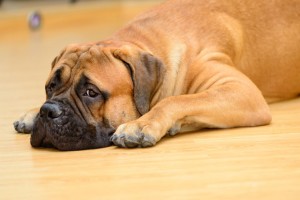 How to Cure Your Dog's Upset Stomach