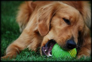 perro jugando