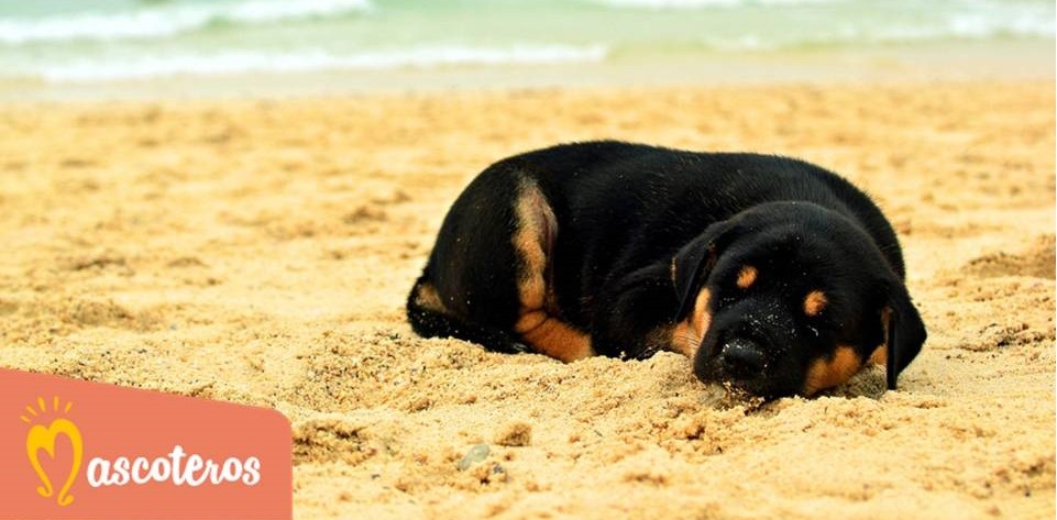 La Semana Santa perfecta junto a tu mascota