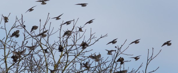 El Birdwatching en primavera