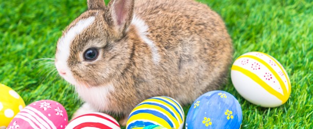 Manejo y domesticación del conejo enano