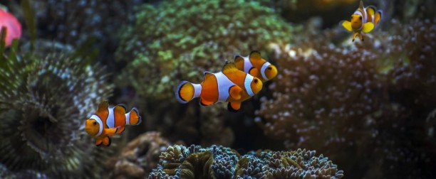 Convivencia y sociabilización en el acuario