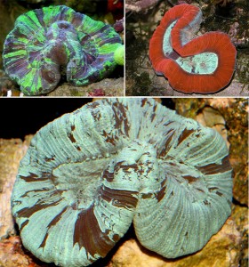 Trachyphyllia geoffroyi