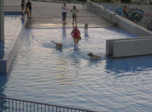 perros-en-piscinabegona-sastre.jpg