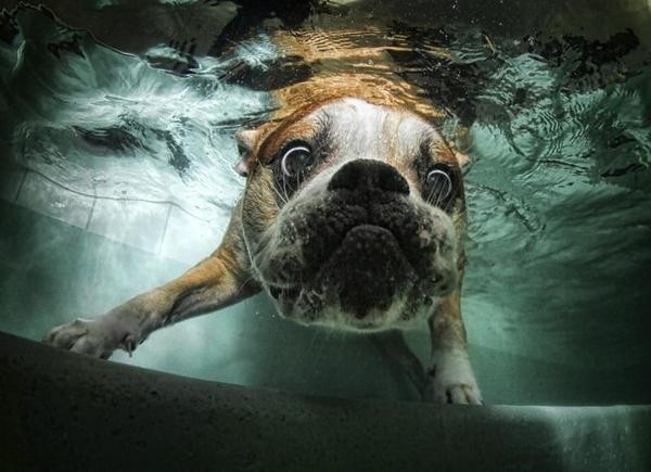 piscina-para-perros-agua