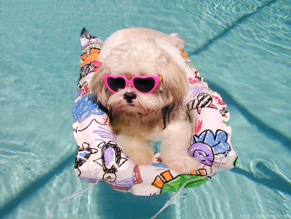 piscina-para-perros-flotador