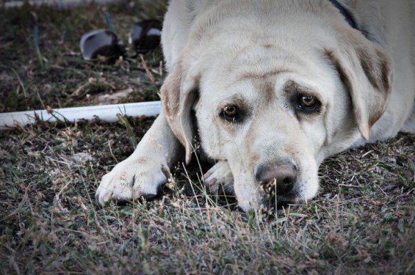 que-no-hacer-cuando-se-muere-tu-perro