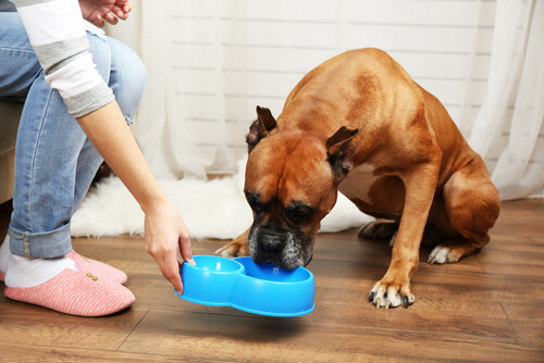 Que el perro no devore la comida