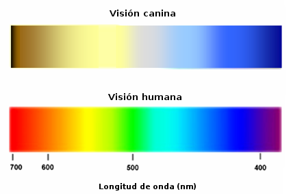 visión canina