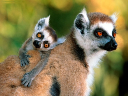 Animals Families_Ring-tailed Lemurs