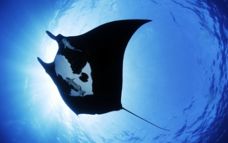 manta_ray_sea_creature-wide