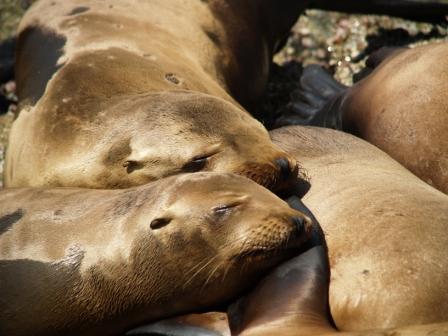 sea-lion-bundle