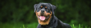 Rottweiler