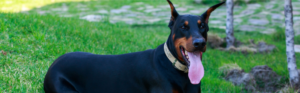 Doberman